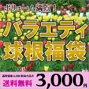 数量限定！バラエティ球根福袋チューリップ、水仙、ユリ、ヒヤシンス、アネモネ、アイリス、ムスカリなど人気の球根が入ってます！