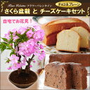 【ホワイトデーギフト】さくら盆栽とチーズケーキ2本（チョコレート＆プレーン）セット