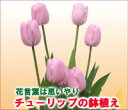 花のホワイトデー【送料無料】チューリップ鉢植えギフト
