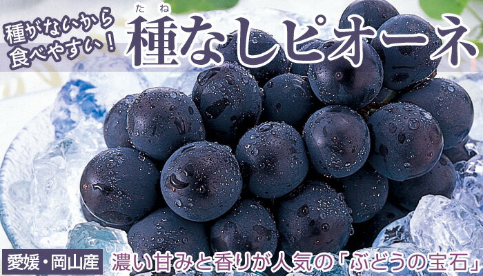 種なしブドウ「ピオーネ」約1kg【7月2日〜8月10日順次出荷予定】【セール】