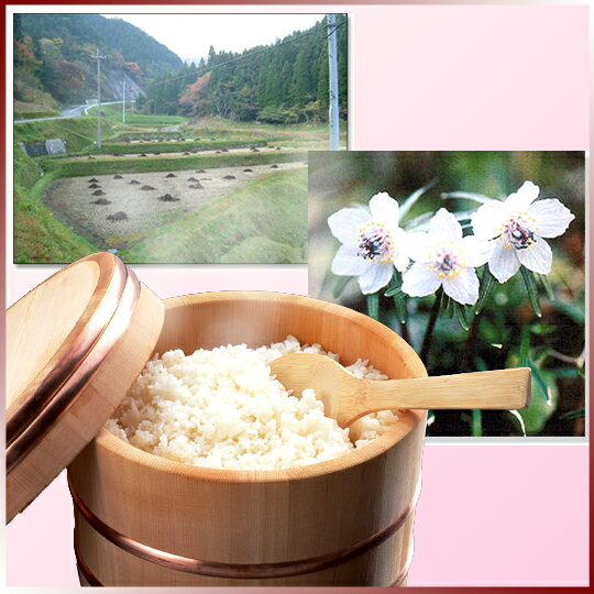 【送料無料】おおいり米　喜ぶセット☆　12キロ無農薬米を目指した自然農法米ピカピカ光ってふっくら柔らか冷めても甘い。