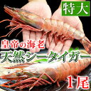 皇帝の海老・天然シータイガー(特大サイズ・1尾150-180g/約27-28cm/個包装パック)