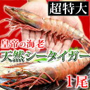 皇帝の海老・天然シータイガー(超特大サイズ・1尾230-290g/約30-32cm/個包装パック)