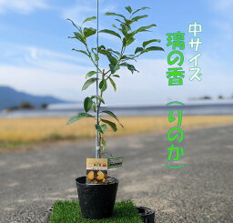 璃の香 りのか <strong>レモン</strong> <strong>苗木</strong>(PVP)【ベランダで育成】 二年生苗　鉢植え 接ぎ木苗 ポット植え［中］ 柑橘 果樹　<strong>レモン</strong>の木　地植え　冬　耐寒性