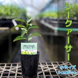 <strong>シークワーサー</strong> <strong>苗</strong>木 【ベランダで育成】鉢植え 接ぎ木<strong>苗</strong> ポット植え［小］9cmポット 柑橘 果樹 家庭菜園 果物 フルーツ シークァーサー シークヮーサー