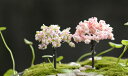 福袋 お任せ7種 20本 花の木 全長約7cm ジオラマ 鉄...