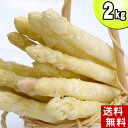 (送料無料)ホワイトアスパラ M?Lサイズ混合 2kg前後 美味しい旬の北海道産白いあすぱらを産地直送。早朝採れたてホワイトアスパラガスが食べられるのは春だけ【smtb-TK】