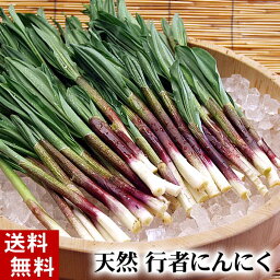 (送料無料) 北海道春野菜 天然 <strong>行者にんにく</strong>　500g前後　美味しい旬の北海道産春野菜、行者ニンニクを産地直送。ギョウジャニンニクはアイヌネギ、ヒトビロ、キトビロとも呼ばれます。餃子の具や<strong>醤油漬け</strong>で保存も出来ます。北海道グルメ食品 野菜・きのこ 春野菜 山菜