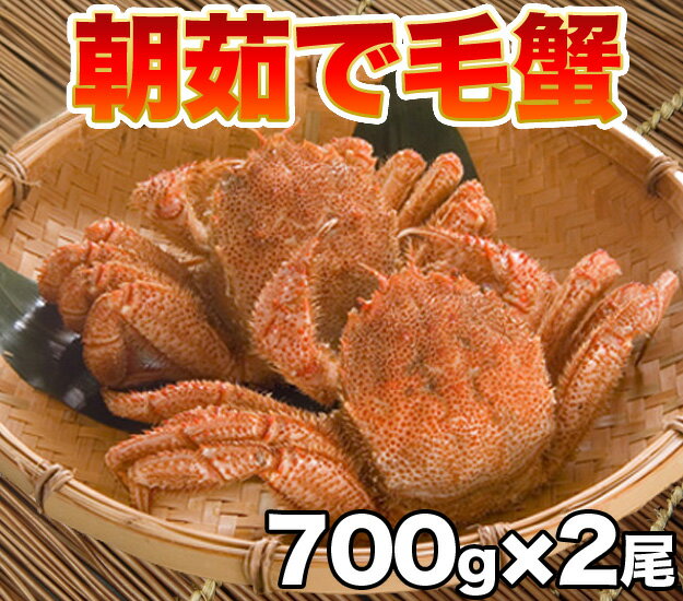 【お中元】【毛ガニ】【朝茹で】毛がに2尾（700g前後×2）【北海道近海産】職人が釜茹でした専門店の味を新千歳空港近郊かに善より直送します。★職人の茹で加減【point_hkd_0501】【毛蟹】【けがに】【かに】【カニ】【蟹】【マラソン201207_食品】【50％OFF】【半額】【スーパーセール】【父の日】【母の日】【プレゼント】超特大！！この食べごたえやみつきです！