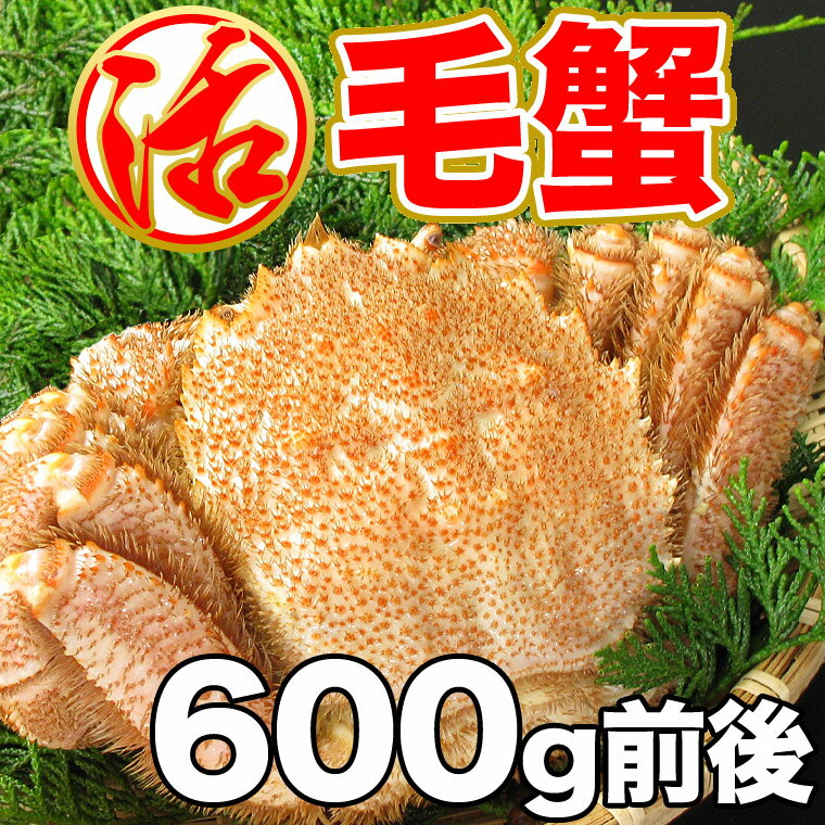 【お中元】【毛ガニ】【活】毛がに1尾（600g前後）【北海道近海産】活きたまま新千歳空港近郊のかに善より直送します。★お刺身にも最適です。【毛がに】【けがに】【かに】【カニ】【蟹】