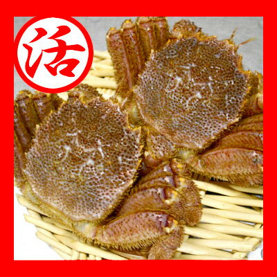 【活】毛がに2尾（650g前後×2）【北海道近海産】活きたまま新千歳空港近郊かに善より直送します。★お刺身にも最適です。【crub_point】