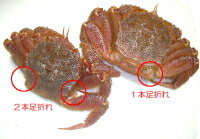 ★送料無料★【訳あり茹で毛蟹（2kg）】新千歳空港近郊のかに善より直送します。【送料無料】【沖縄地区のみ送料520円】【smtb-TK】