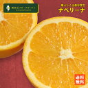 ナベリーナ 2kg （A級B級混合） スペイン育ちのネーブルオレンジ 和歌山県産 観音山フルーツガーデン 送料無料