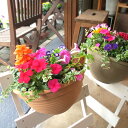 【送料無料】季節のおまかせ寄せ植え(壁掛けポットハンギング樹脂鉢植え)【楽ギフ_包装】【楽ギフ_メッセ入力】【薫る花】【寄せ植え/アソート/花苗/鉢花/ハーブ/プレゼント/ギフト/誕生日/開店祝い/引越し祝い/ガーデニング/吊り鉢】【02P01Apr16】
