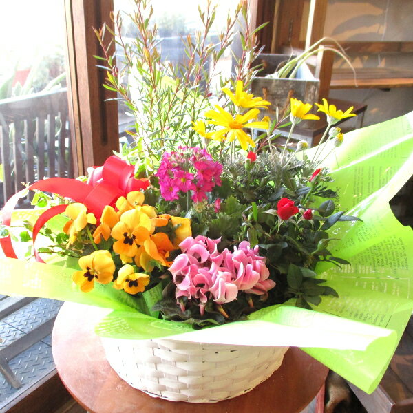 【送料無料】お花やグリーンの詰め合わせ♪季節のおまかせ寄せ鉢（Lサイズ）【楽ギフ_包装】【楽ギフ_メ...:kaoruhana:10001184