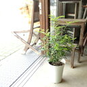 シマトネリコ 6号鉢サイズ 鉢植え 送料無料 薫る花 庭木 シンボルツリー 常緑樹 中型 小型