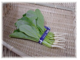 愛知県産うぐいす菜(1束)
