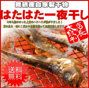 【送料無料】京都舞鶴産自家製はたはた一夜干し(24匹入・6〜7人前)【ハタハタ】【干物】