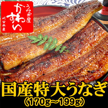 国産特大うなぎ蒲焼き 170g-199g×1本肉厚タップリで食べ応え満点！関東のうなぎ専門店の約2倍の大きさの国産うなぎの蒲焼きです。