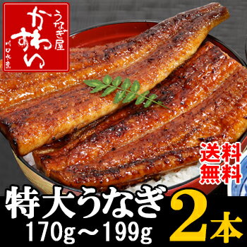 脂がのった特大国産うなぎ！(170g〜199g×2本)【お中元】【送料無料】【ウナギ 鰻 蒲焼き 国内産 土用丑 土用の丑 ギフト 贈り物 】【2sp_120720_a】