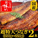 6月のおすすめ★超特大 うなぎ 蒲焼き 200g〜229g×2尾セット関東のうなぎ専門店の約2倍以上の大きさ！