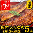 ★超特大うなぎ蒲焼き 200g〜229g×5尾セット関東のうなぎ専門店の約2倍以上の大きさ！