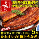 高知県産特大うなぎ蒲焼き 170g-199g×5本【送料無料...