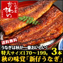 特大新仔うなぎ 170g-199g×3本【送料無料 期間限定】【ウナギ 鰻 蒲焼き 秋の味覚 旬の味 国内産 ギフト 贈り物 お取り寄せ】
