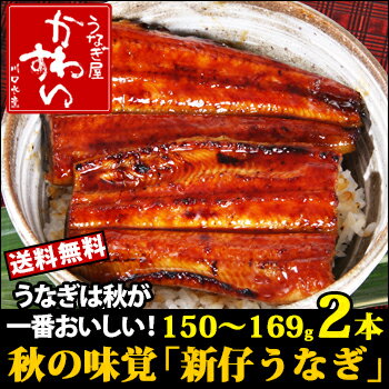 上質の脂がのった高知県産新仔うなぎ！(150g〜169g×2...