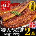 ★7月オススメ・土用丑の日セット！脂がのった特大国産うなぎ！(170g〜199g×2本)7日7時まで早割P5倍♪関東のうなぎ専門店の約2倍の大きさの国産うなぎです。