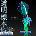 DualLayerPuzzle 透明標本パズル ( アオリイカ )【送料380円】【 3Dパズル - 透明標本 デュアルレーヤーパズル 】【誕生日 プレゼントに】