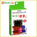 猫の草 タネ 100g[GENDAI(ゲンダイ) 猫の草(猫草) ケンコーコム]