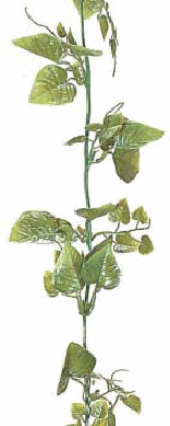【観葉植物・グリーンデコ洋風】　ポトス　ガーランド　180cm　リアルな人工植物