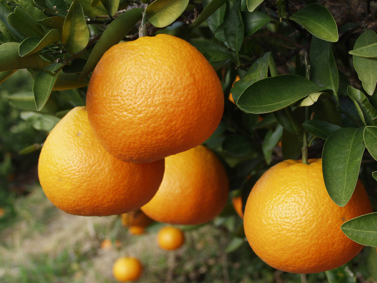 ɲ绺褫󥵥5kg20ˡΡåޤȤäƤޤβŻäѤ֤䤫ʹ