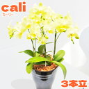 世界ラン展多数受賞!椎名洋ラン園のカーリー3本立■
