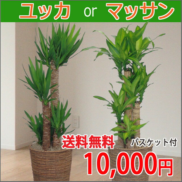 【人気！】【あす楽】【年中無休】【送料無料】【観葉植物】マッサン・ユッカ8号バスケット付き…...:kihana-shop:10003161