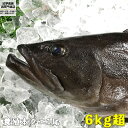 コロナ 応援食 本クエ 1尾(養殖活き〆) 6kgオーバー ...
