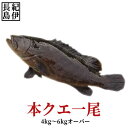 本クエ 1尾(養殖活き〆) 4kg〜6kg前後 【クエ 本ク...
