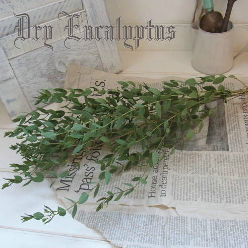 Dry Eucalyptus /そのまま飾れるユーカリのドライフラワー