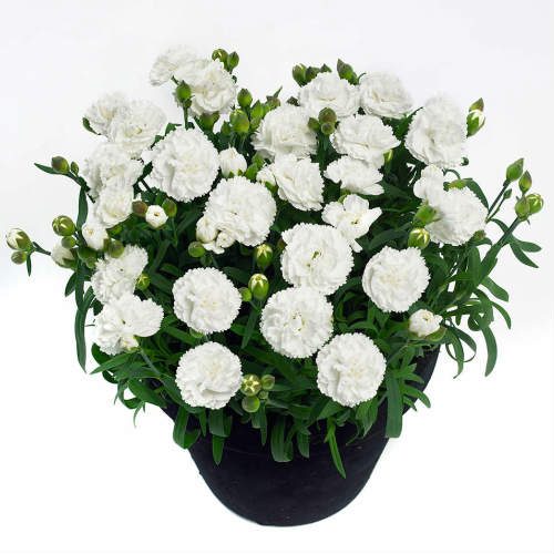 10?11ɍ炭J[l[V炫e [J[l~[] Pi 󏭁bec Fb ĕ  i  H He A A Ԓd ؉ AW | e c e̕c } N h LK c ԕcʔ c