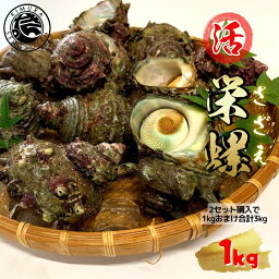 【在庫限り売り切り！】【2セット購入で1kgおまけ合計3kg】活 サザエ 1kg 島根県産 さざえ 生 栄螺 壺焼き つぼ焼き お刺身 海鮮BBQ 海鮮バーベキューセット bbq バーベキュー 貝 ギフト 海鮮 贈り物 誕生日 プレゼント 贈答 海鮮お取り寄せ 冷蔵