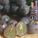 【8月28日限定発送】愛媛産 植岡さんの訳あり巨峰5kg(種ありのみ)【送料無料 北海道・沖縄へは発送できません。】(冷蔵便発送)(他商品同梱・代引き不可)ブドウ産地、内子町の植岡さんこだわりぶどうです。