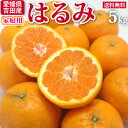 【早割】【送料無料】愛媛産はるみ5kg