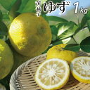 次回10月下旬入荷予定【送料別・お試し】愛媛産 家庭用 黄ゆず1kg(精品:M〜3Lサイズ込み)(ワックス・防腐剤不使用)香るお料理に〜農薬の使用を控えた薫り高い柚子です。