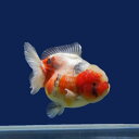 【金魚宝典】キャリコショートテールオランダ 明け2才(14cm±)☆年末、年始感謝セー