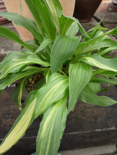 日陰のお庭で大活躍の葉の美しい宿根草□ギボウシ ロバスタバリエガータ 13.5cmポット