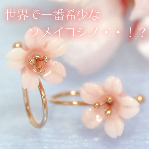 可憐な桜のイヤリング【コンクシェル×カラーゴールドイヤリング・ソメイヨシノ】