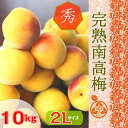 ◆完熟 南高梅【ご家庭・ご贈答用】◆ 紀州南高梅【秀品】2L サイズ 10kg梅干/梅ジャム 用 生梅 朝市で厳選した本場紀州のブランド梅を、その日に丁寧に手詰めし発送致します!!【クール冷蔵便】紀州産 梅干し【送料無料】