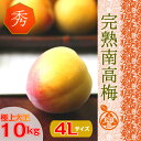 ◆完熟 南高梅【ご家庭・ご贈答用】◆ 紀州南高梅【秀品】4L サイズ 10kg梅干/梅ジャム 用 生梅 朝市で厳選した本場紀州のブランド梅を、その日に丁寧に手詰めし発送致します!!【クール冷蔵便】紀州産 梅干し【送料無料】