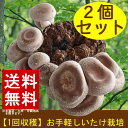 【送料無料】しいたけ 栽培 菌床 (2個セット) きのこ 栽培 シイタケ 収穫 しいたけ栽培キット